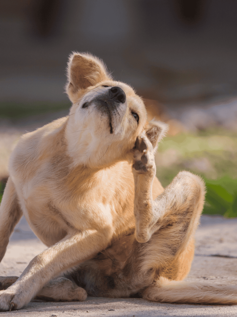 Happy dog enjoying grooming session.