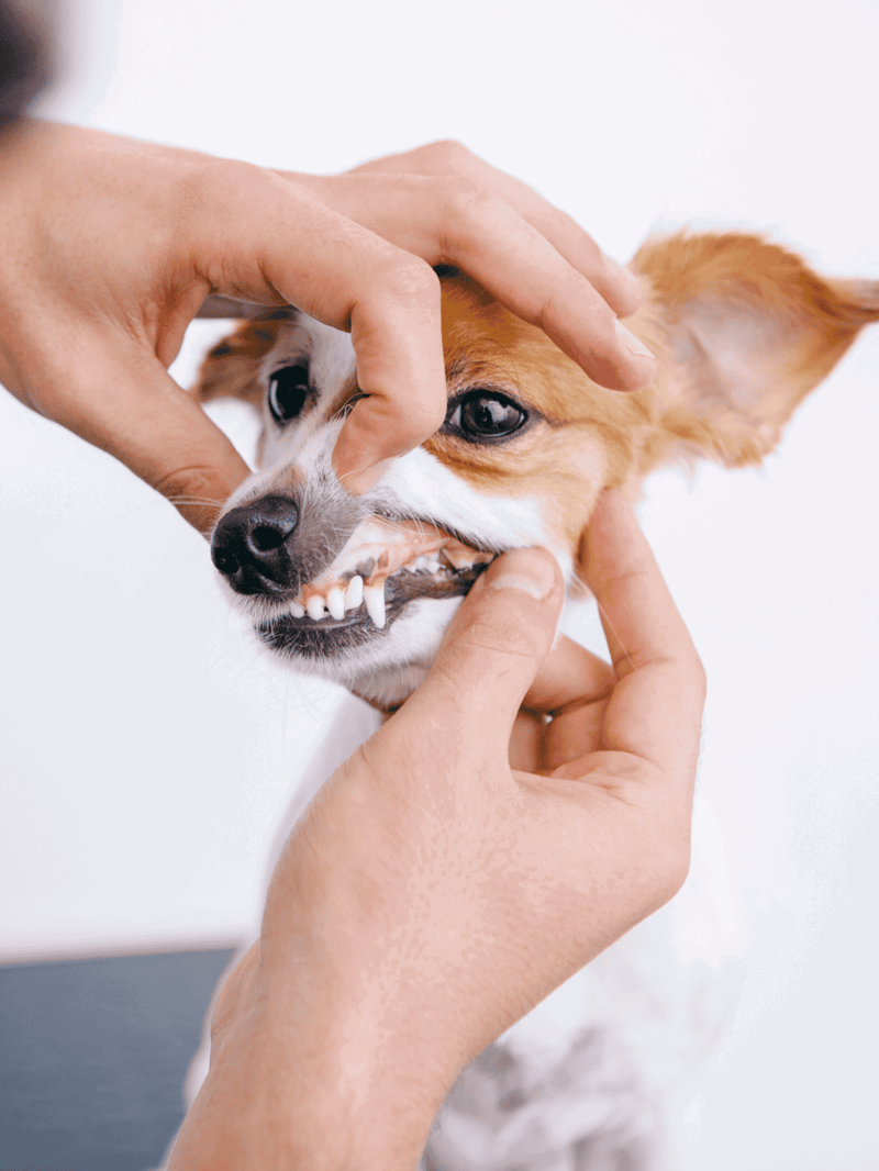 Dog dental health examination with veterinarian hands.