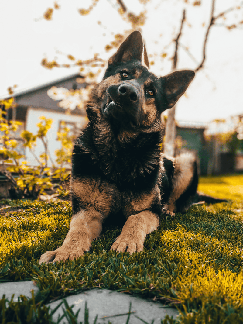 Adorable German Shepherd puppy outdoors in springtime with blooming trees.