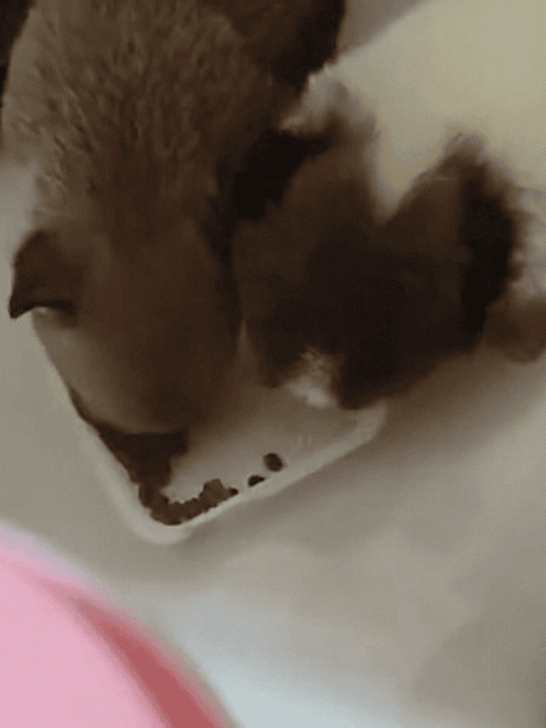 Cute puppy enjoying meal in a white bowl.