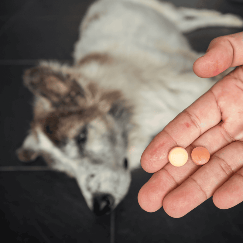 Pill pills and dog medication reminder for pet health.