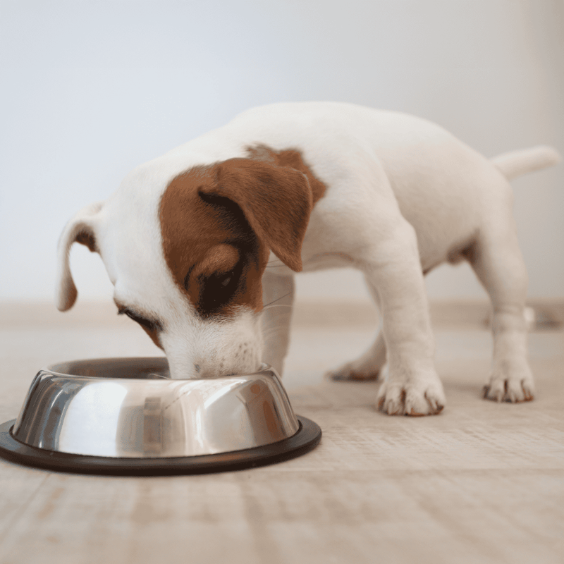 Adorable puppy enjoying food from a sleek stainless steel dog bowl.