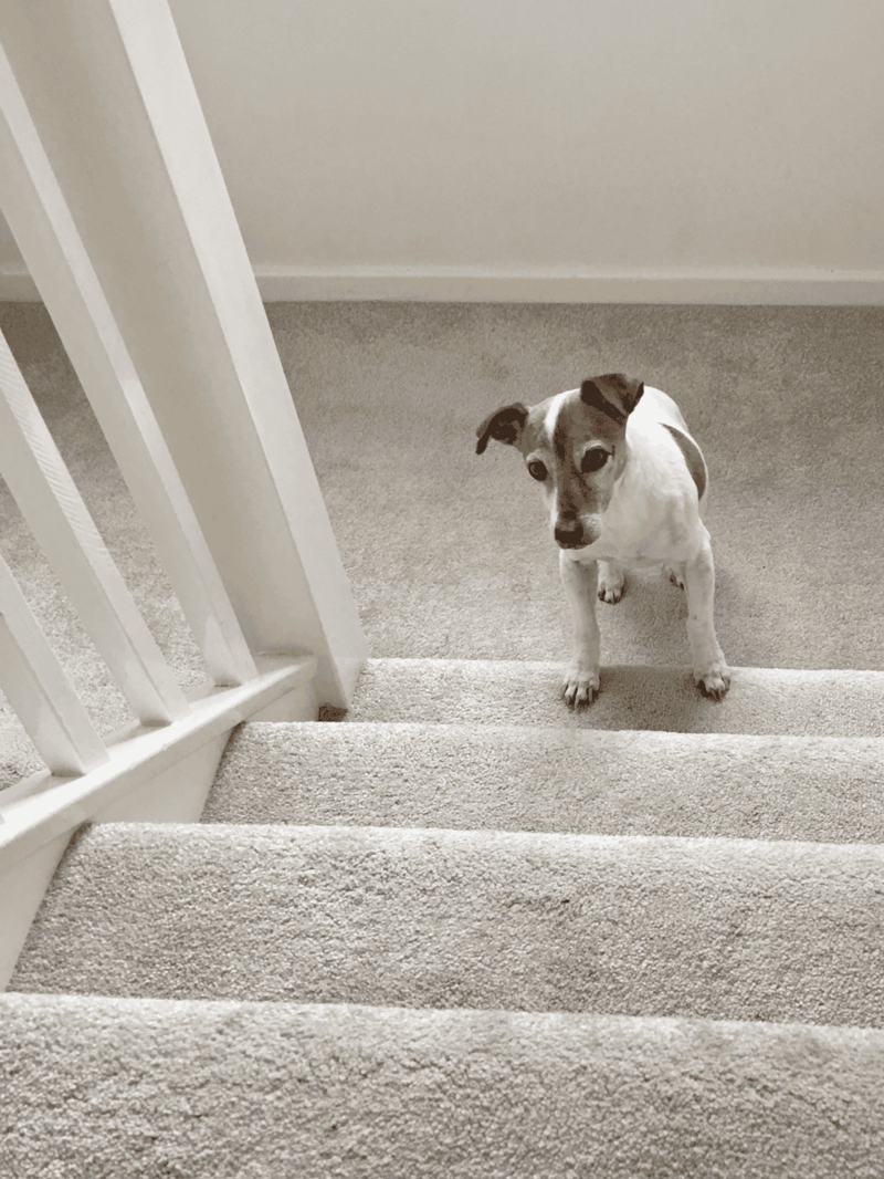 Adorable small dog sitting at the top of carpeted stairs, ready for indoor play or training.