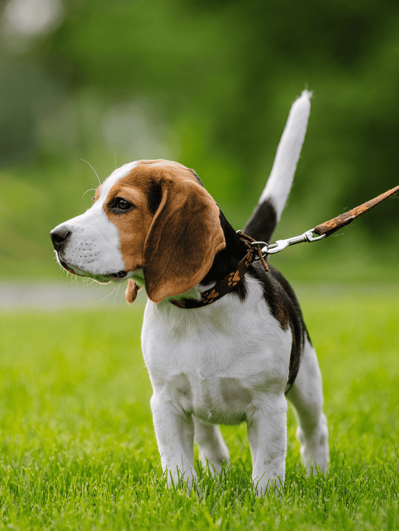 Dog training, puppy care, pet health, and outdoor play for dogs.