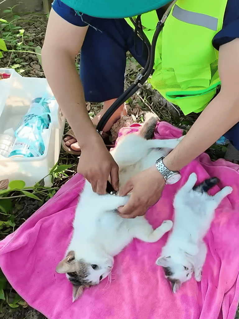 Cute kittens receiving veterinary care outdoors, helping homeless cats through pet rescue.