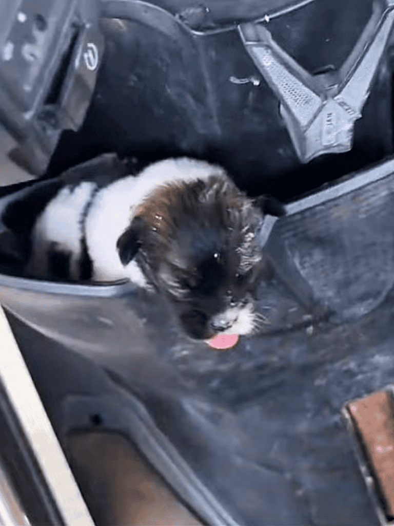 Small puppy with black and white fur in car console, adorable and curious for pet owners.