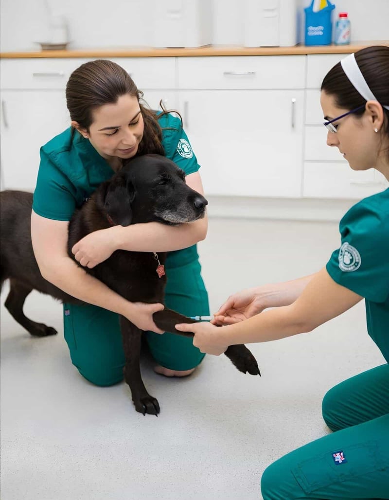 Dog receiving vaccination from veterinary staff at pet care clinic.