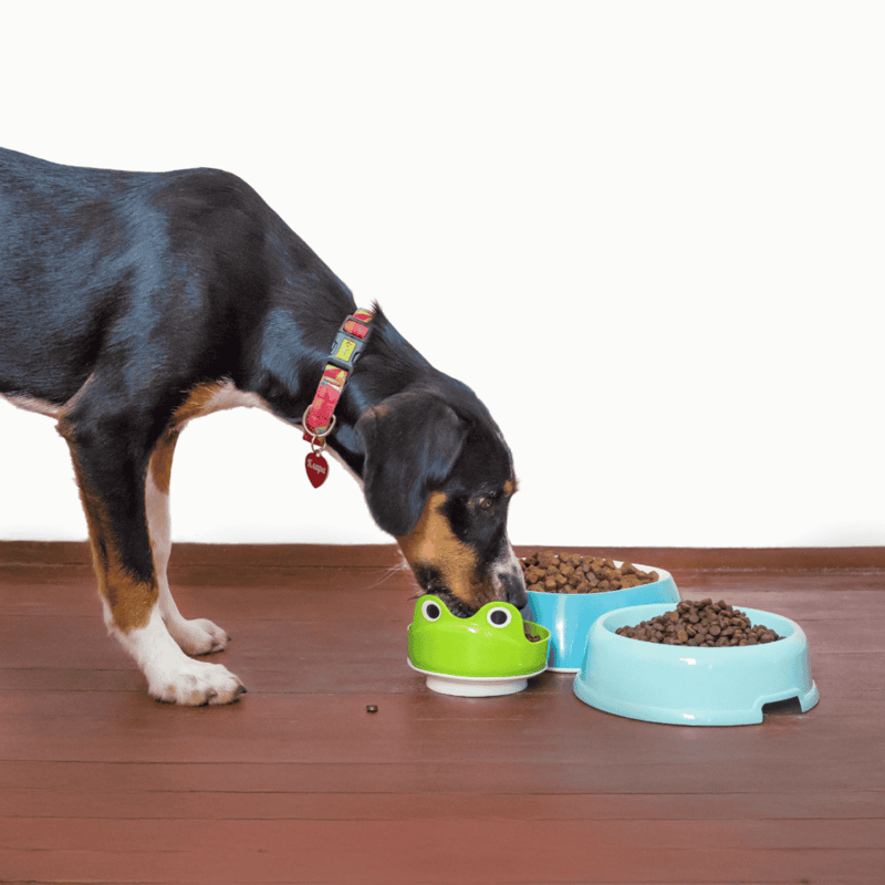 Alt text: Puppy eating dry dog food from colorful pet feeder bowls.