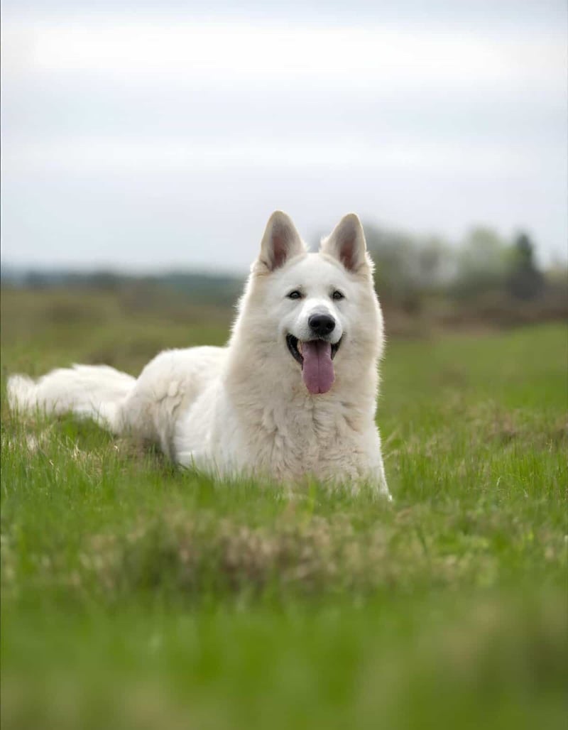 Happy white Husky dog lying on grass in field with mountains.