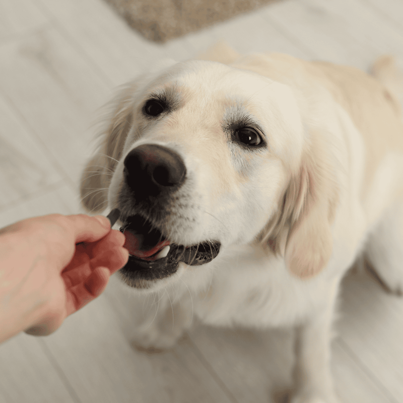Close-up of a Golden Retriever receiving a treat during dog grooming session.