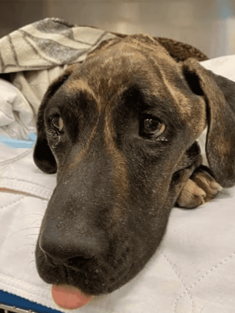 Dog lying down, sleepy and relaxed, close-up of face with soft fur and gentle expression.