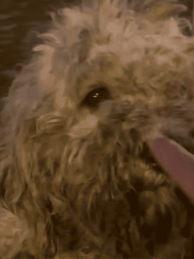 Adorable curly-haired puppy with shiny eyes licking a treat in a cozy setting.