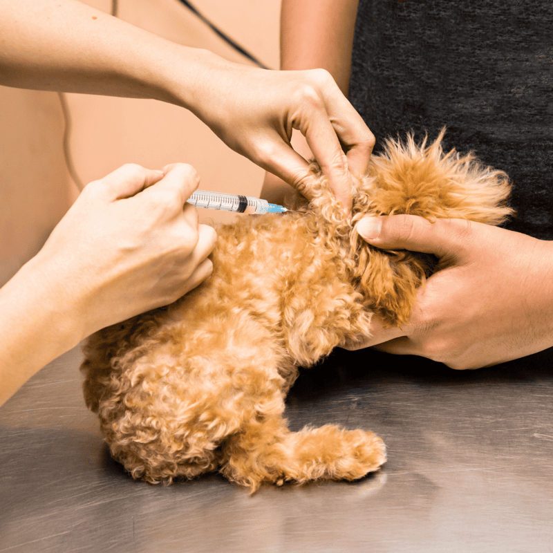 Dog vaccination, pet health care, veterinary visit for puppy immunization.