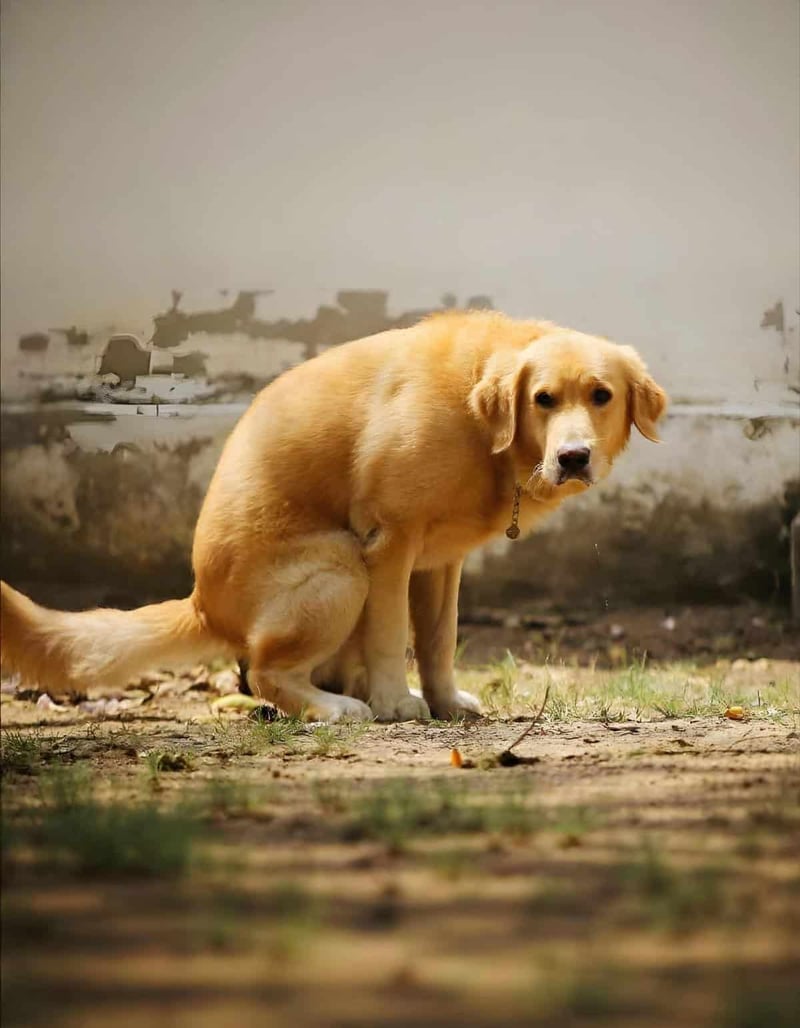 Delighted dog sitting outdoors, alert and curious, on a grassy patch near a weathered wall.