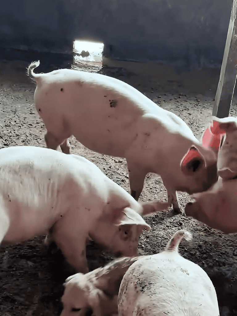 Adorable piglets gathered on a dirt floor, touching noses and exploring in a farm pen, showcasing playful and social animal behavior.