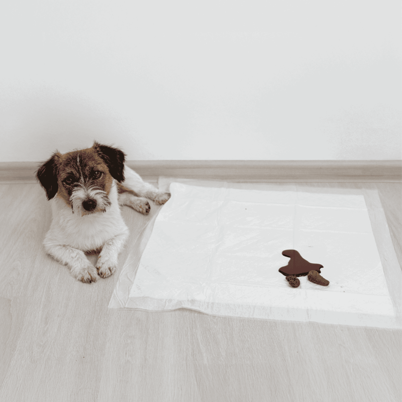 Dog lying next to a pet health monitoring pad with chocolate stain.