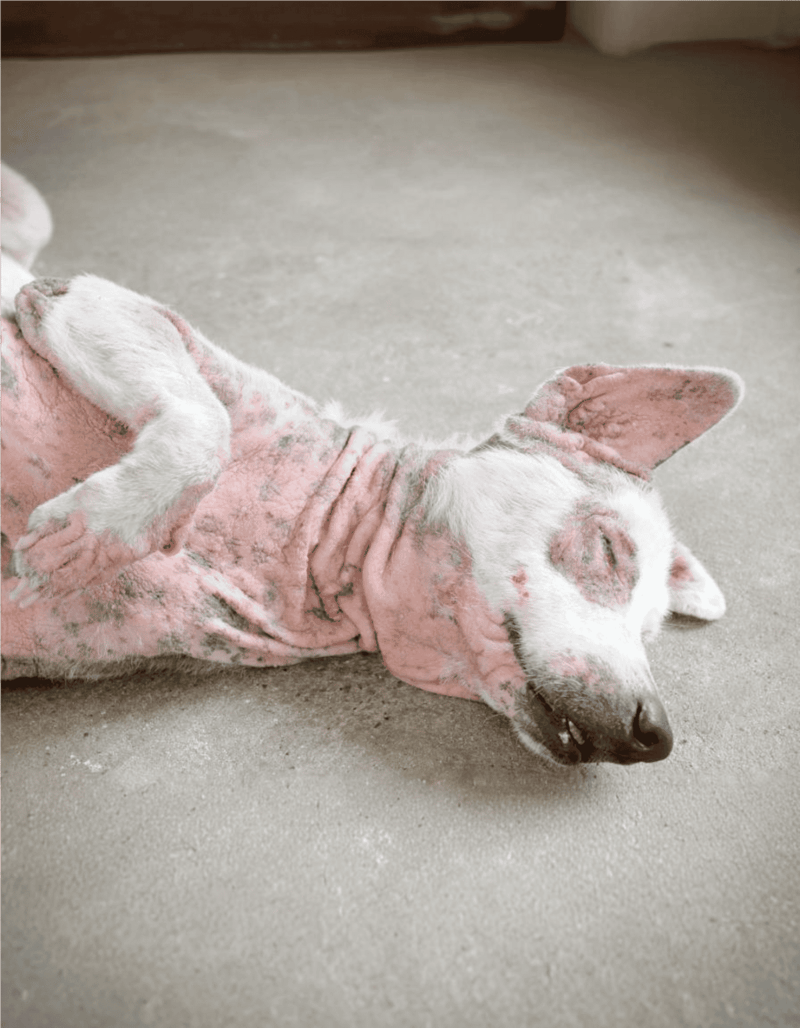 Adorable dog sleeping in cozy pink pajamas, ideal for comfort and warmth.
