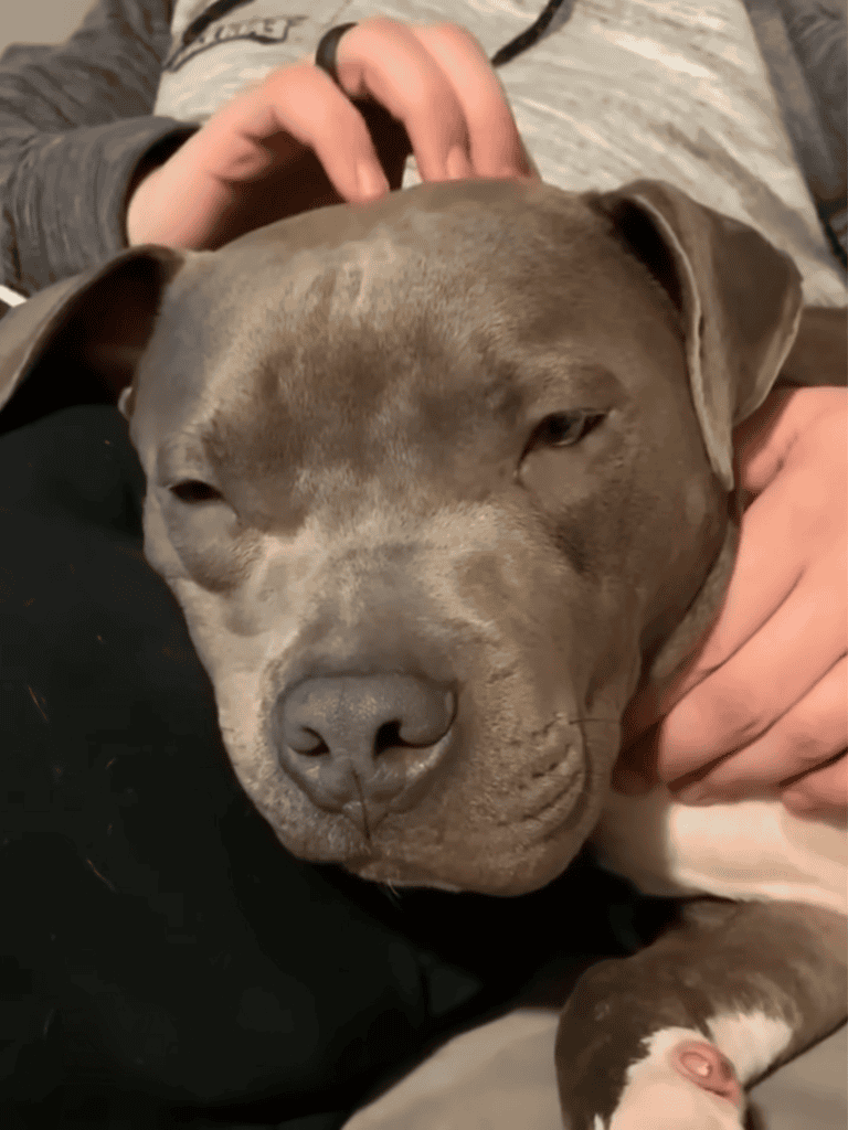 Super cute, gray puppy resting peacefully with closed eyes, snuggling in bed, showing calmness and affection.