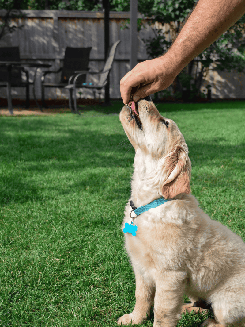Doggie receiving treat from owner during training in backyard garden.