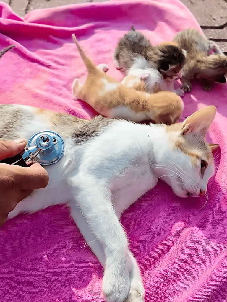 Cute kittens being examined by vet.