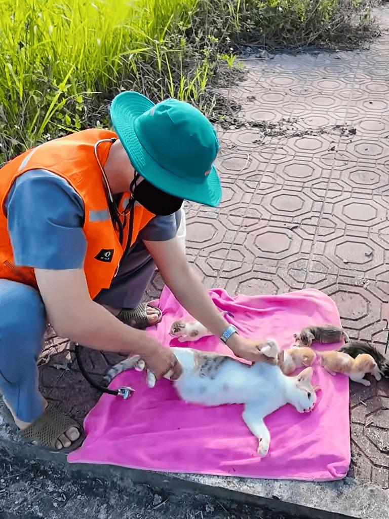 Dog rescue and veterinary care for stray dogs.