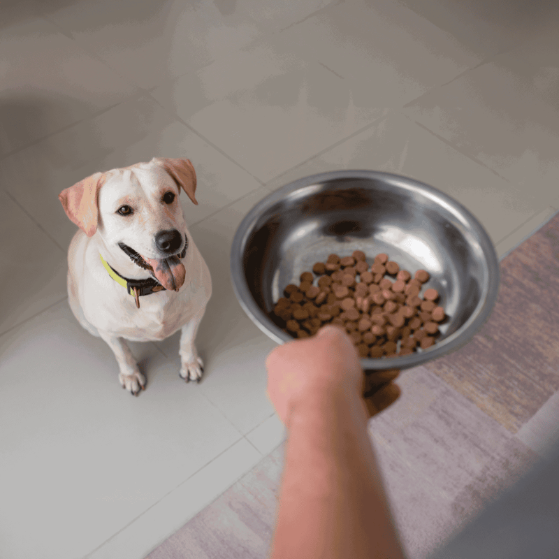 Dog ready for meal with bowl of kibble, happy and healthy dog eager to eat nutritious pet food.