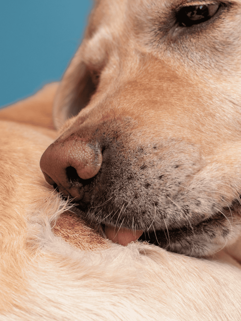 Close-up of a peaceful sleeping dog showcasing relaxed features and soft fur.