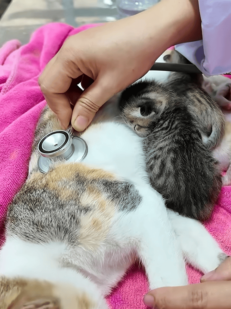 Small kitten lying on a pink blanket during vet examination with a stethoscope.