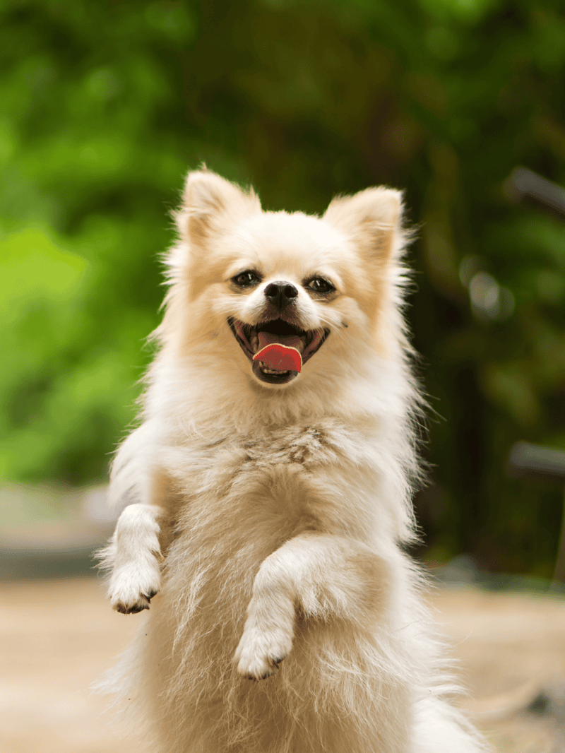 Playful small dog with fluffy fur enjoying outdoor activity.