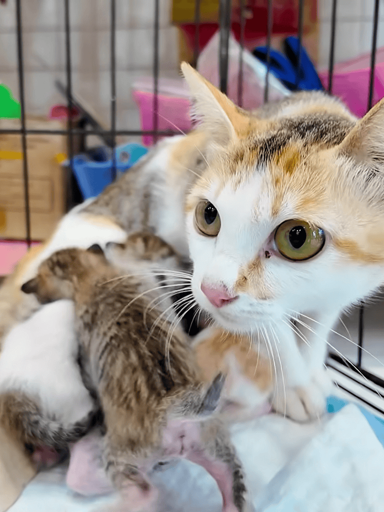 Adorable mother cat nursing her newborn kittens in a cozy environment.