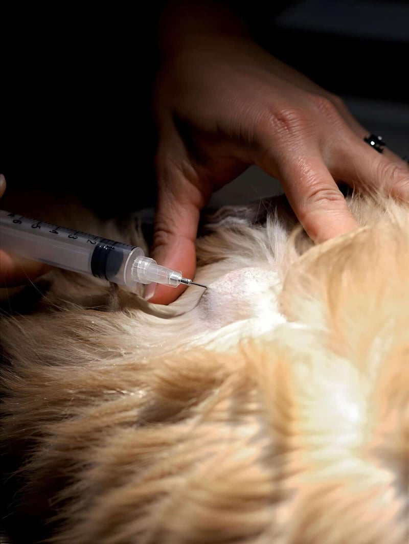 Dog receiving vaccination injection from veterinarian for health protection.