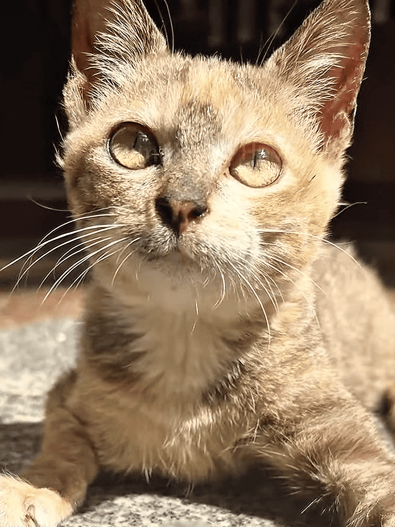 Adorable kitten close-up with bright eyes, soft fur, and curious expression. Perfect for pet lovers and animal enthusiasts.