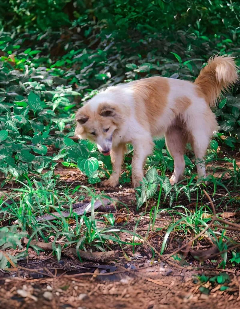 Adorable dog enjoying outdoor walk in lush green forest.