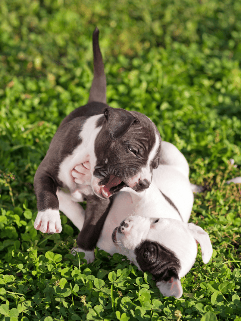Cute puppies playing outdoors.