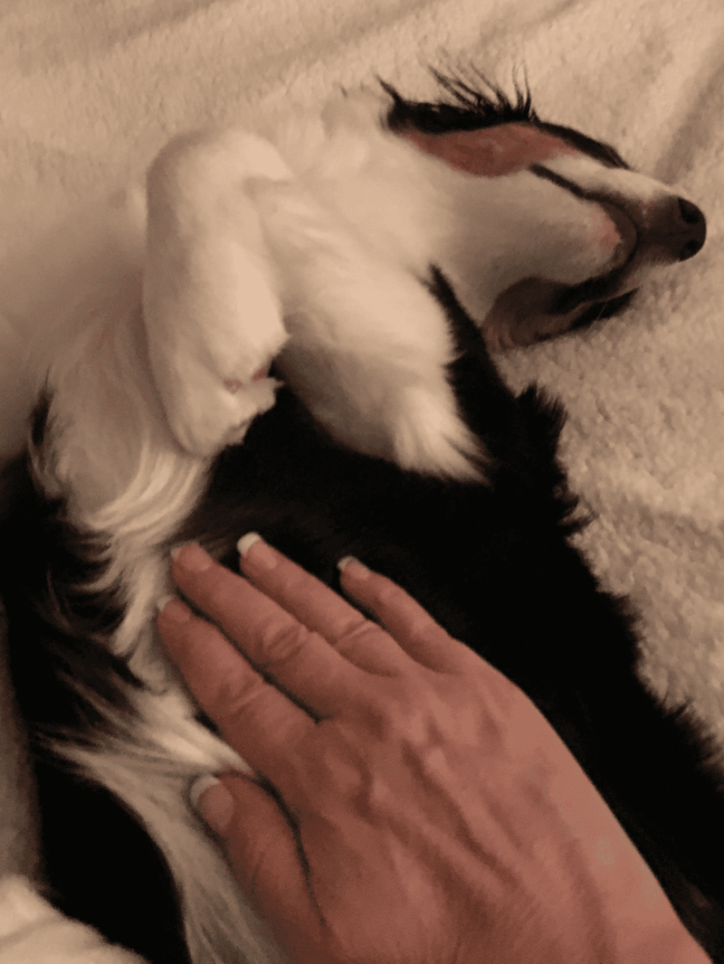 Adorable dog sleep with hand touching, cozy pet therapy for stress relief.