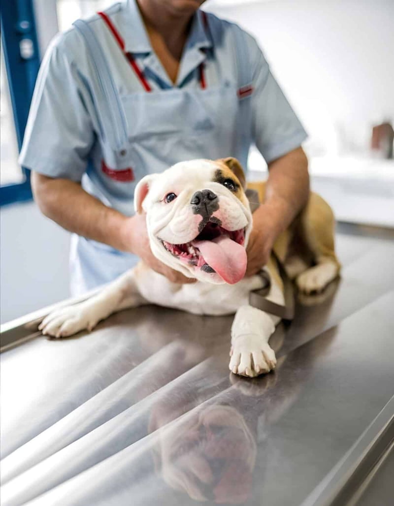 Alt text: Veterinarian performing a health check on a happy bulldog at veterinary clinic.