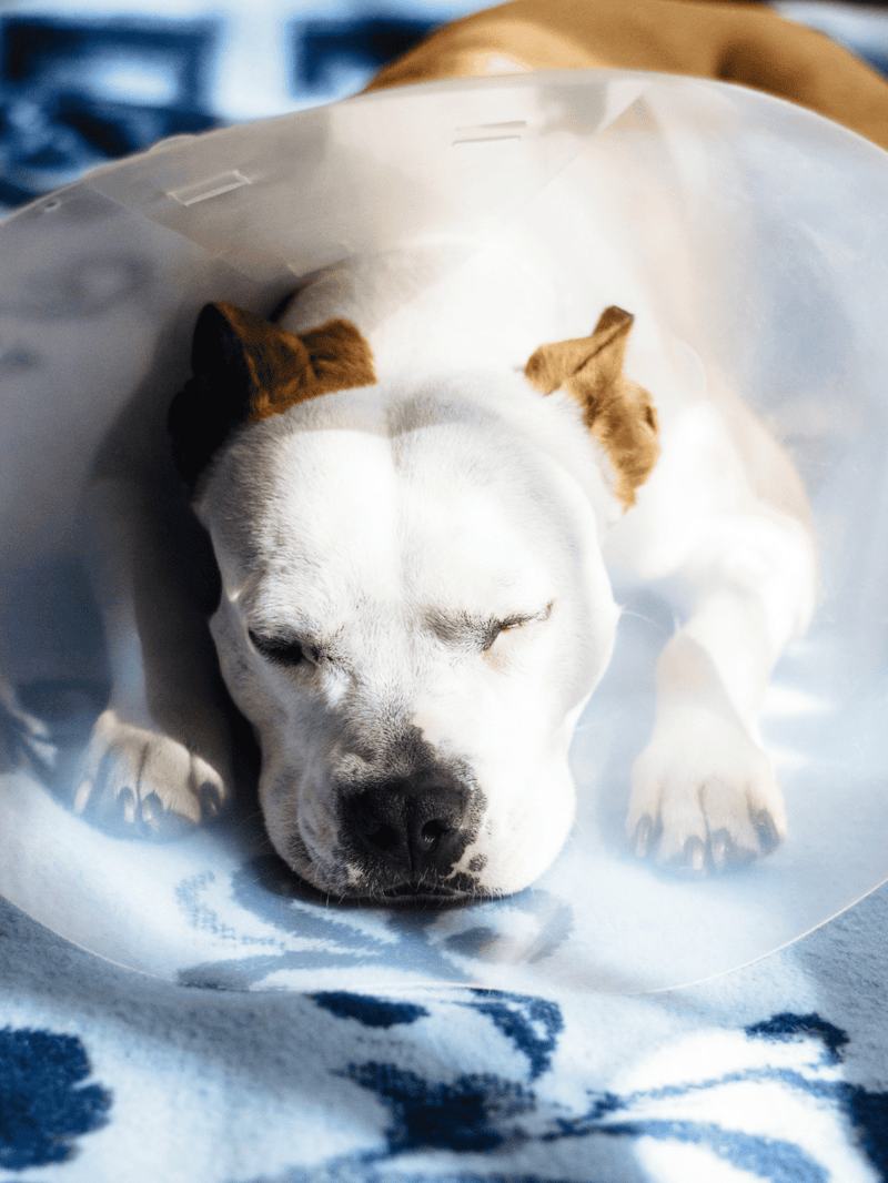 Adorable dog sleeping peacefully with a protective cone on.