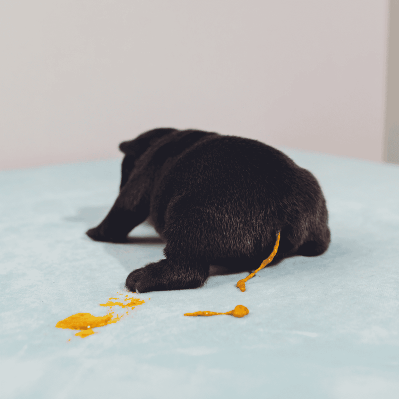 Cute puppy cleaning up spilled food on bed.