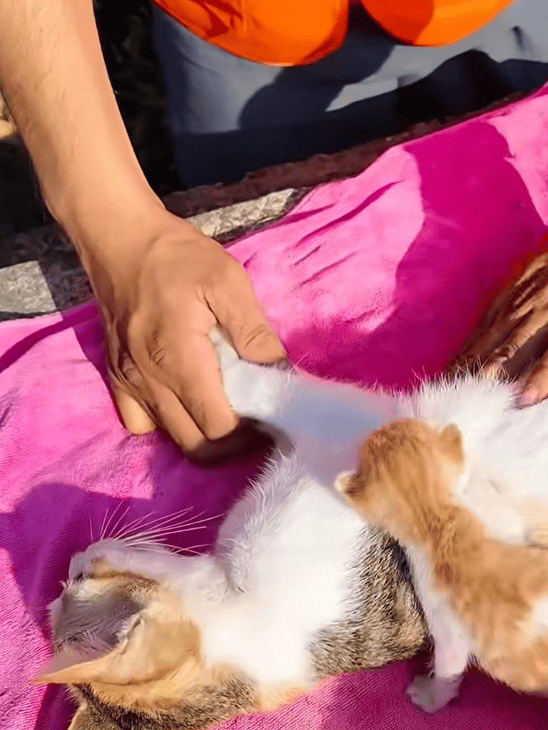Cute kitten and puppy playing together outdoors.