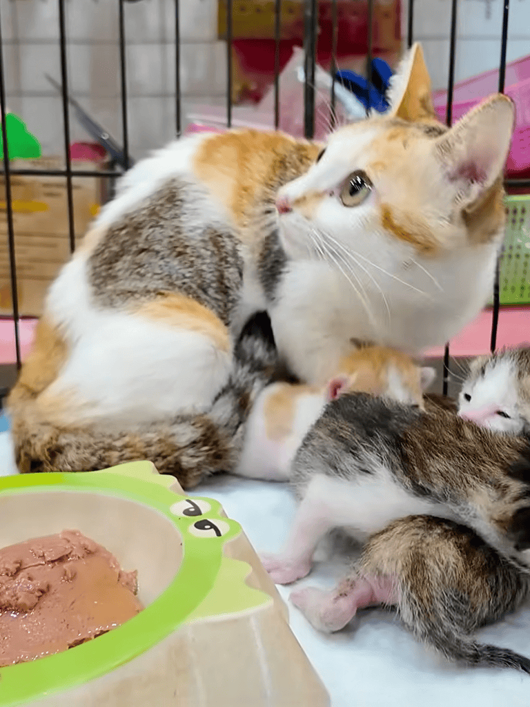 Adorable mother cat nursing kittens in a cozy shelter environment.