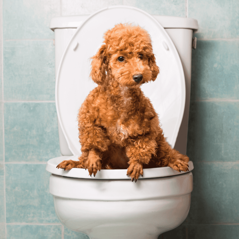 Adorable poodle puppy sitting on toilet in bathroom, looking curious and cute.
