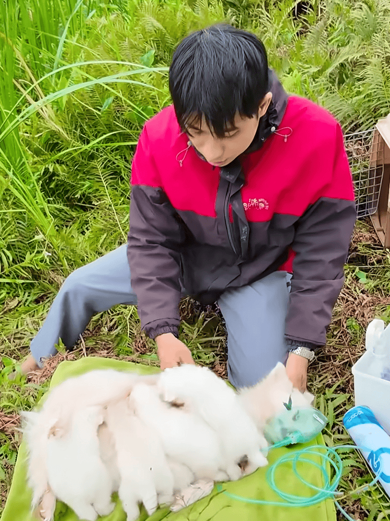 Adorable white rabbits with a young man in garden, pet care and rabbit grooming tips.