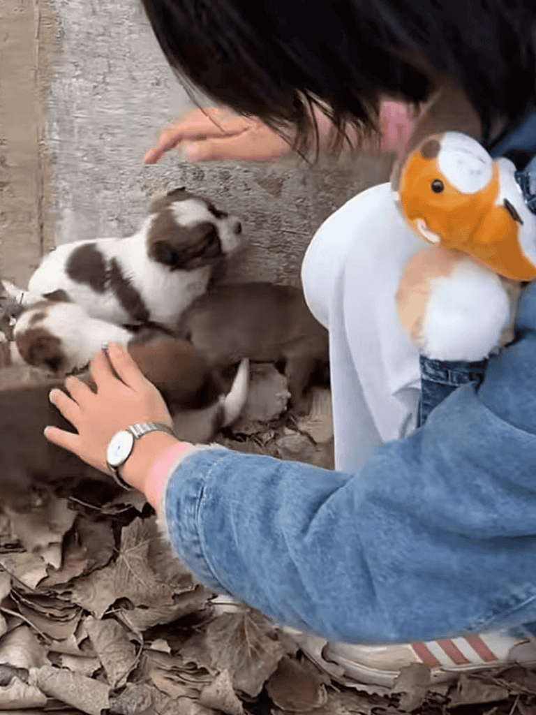 Cute puppies playing outdoors with person.