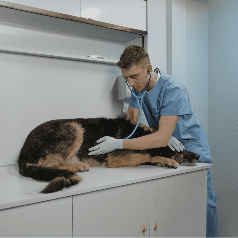Stethoscope on dog's chest, vet in scrubs, caring for canine patient in clinic.