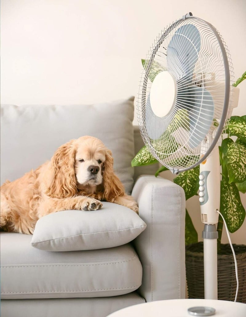 A pet-friendly cooling fan designed to keep dogs comfortable and cool indoors. Quiet, energy-efficient, perfect for pet owners.