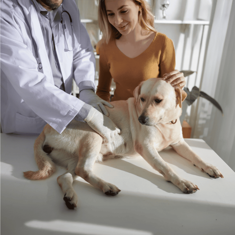 Veterinarian examining a Labrador Retriever dog with a woman owner.
