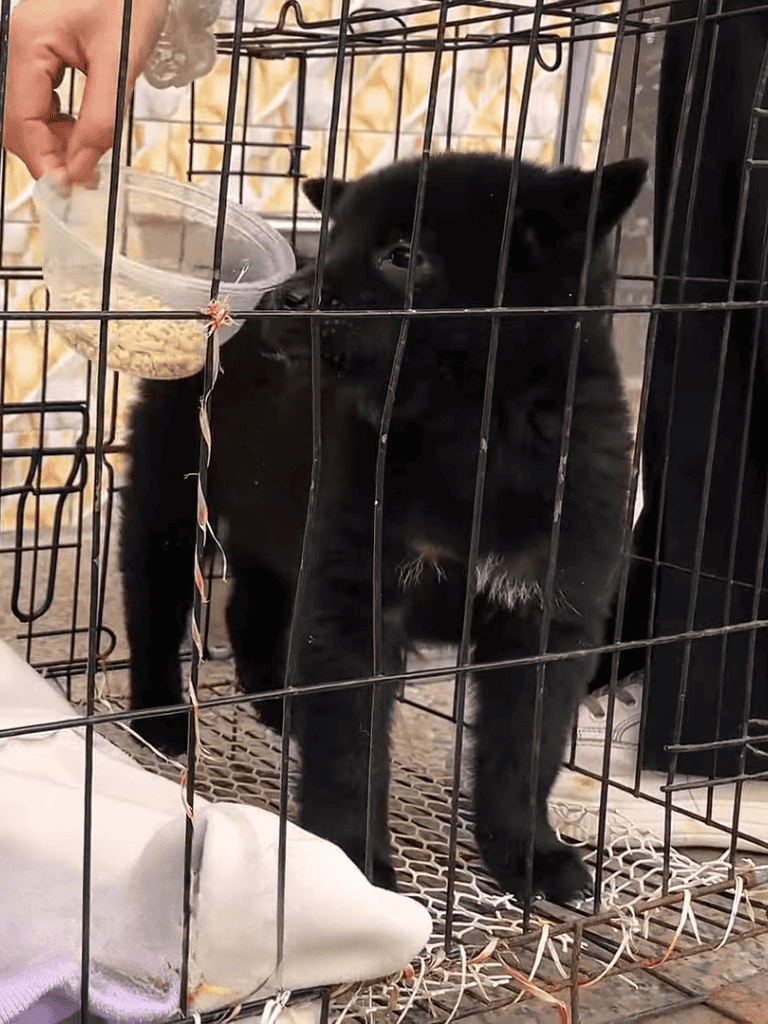 Cute black puppy in cage eating food.