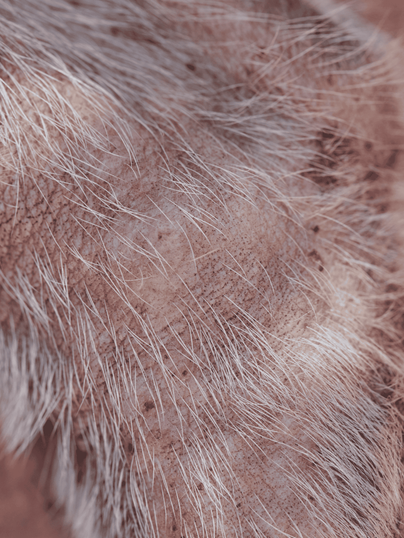 Close-up of a dog's skin and fur, emphasizing grooming and coat health.