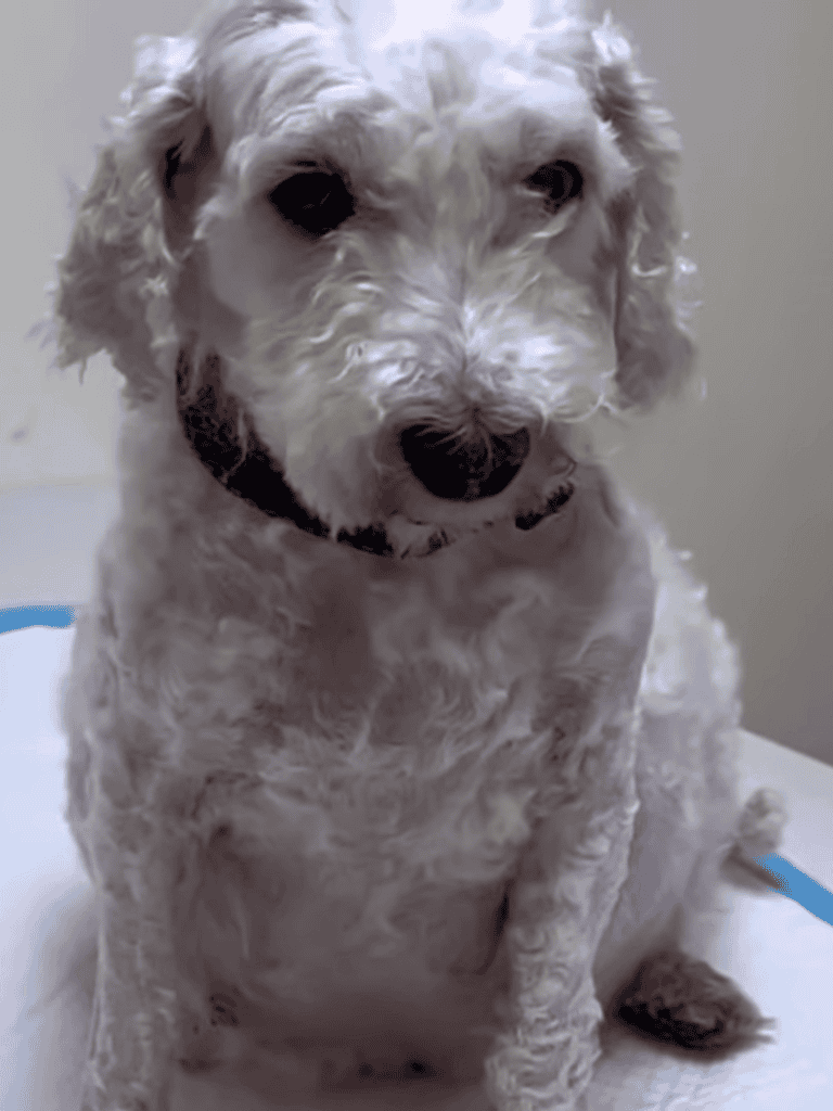 Adorable curly-haired dog with black eyes, sitting indoors for grooming or checkup.