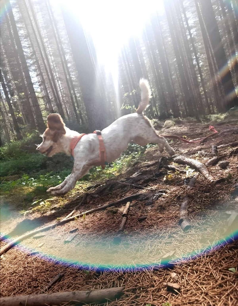Dog running through a sunlit forest trail during daytime, showcasing outdoor adventure and active dog lifestyle.